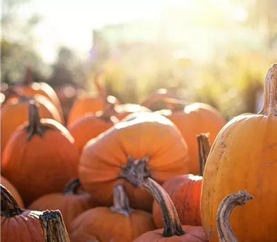 Workshop Geheimnisvolle Kürbisgewächse