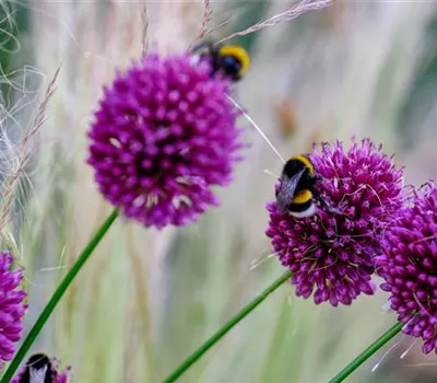 Workshop Beetgestaltung
