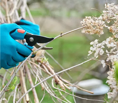 Seminar Ziergehölze richtig schneiden