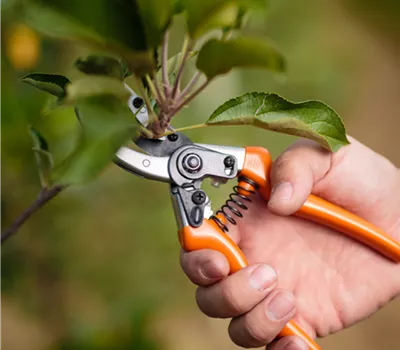 Schnittseminar für Obstfreunde
