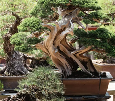 Aufbaukurs: Bonsaitechnik