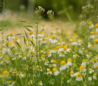 Workshop Wildkräuter