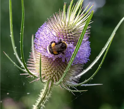 Seminar Naturnah gärtnern