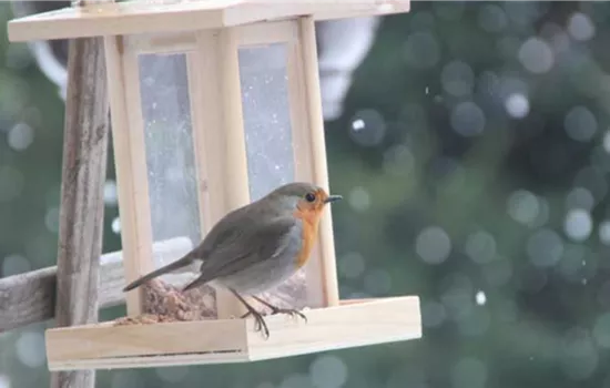 Das Rotkehlchen – auch im Winter ein fleißiger Singvogel Das Rotkehlchen – auch im Winter ein fleißiger Singvogel