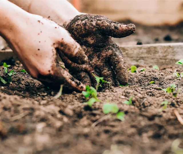 Erde, Dünger & Pflanzenschutz