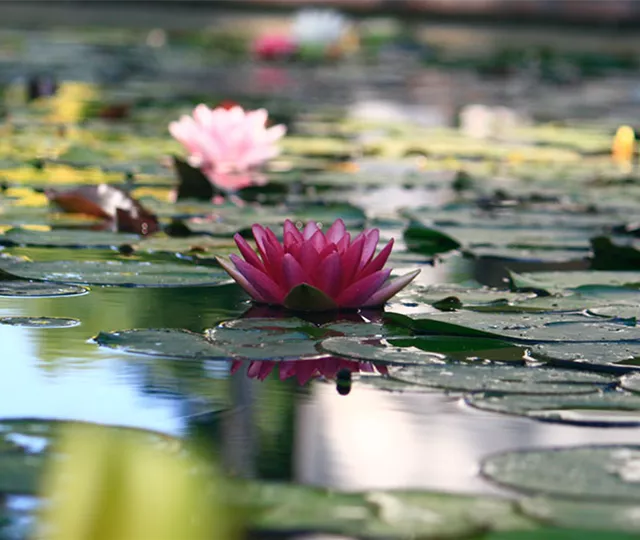 Brunnen, Gartenteich & Pool