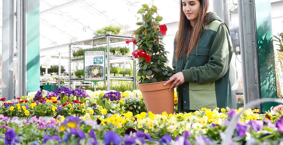 Beet- & Balkonpflanzen