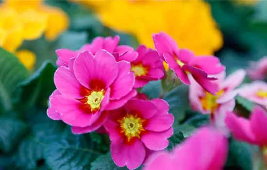 Das sind die Top 10 der Frühlingsblumen für Garten und Balkon